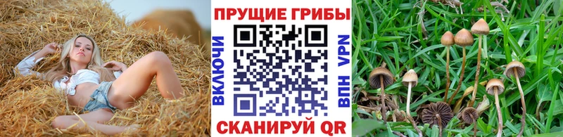 Галлюциногенные грибы ЛСД Новоржев